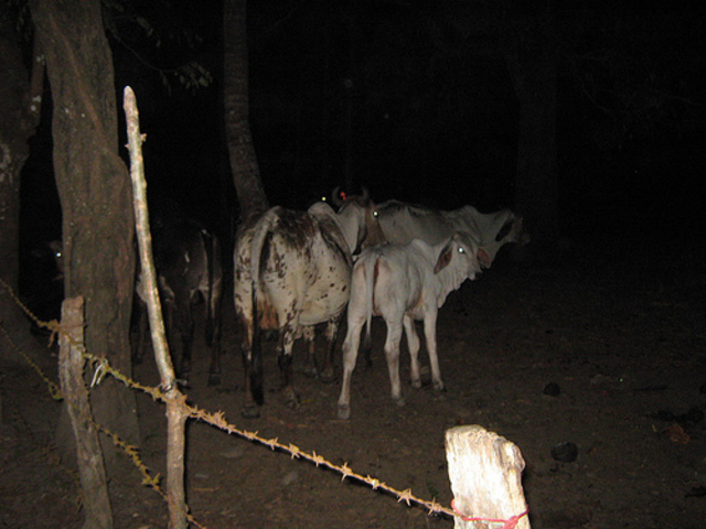 Sam "steals" cattle.