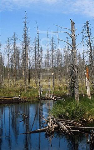 Lluvias Acidas en Austria