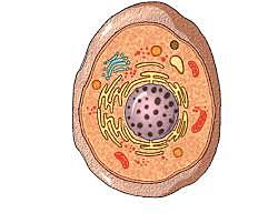 El descubrimiento de la célula d.c