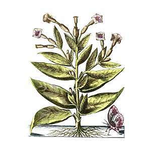 The Start of Virginia's Wealth