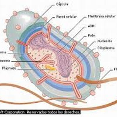 Timeline: Evolució de les cèl·lules a la Terra