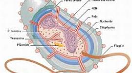 Timeline: Evolució de les cèl·lules a la Terra