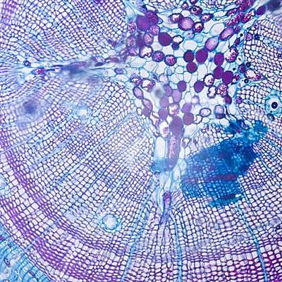 Timeline: Postulados De La Teoria Celular