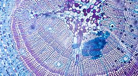 Timeline: Postulados De La Teoria Celular