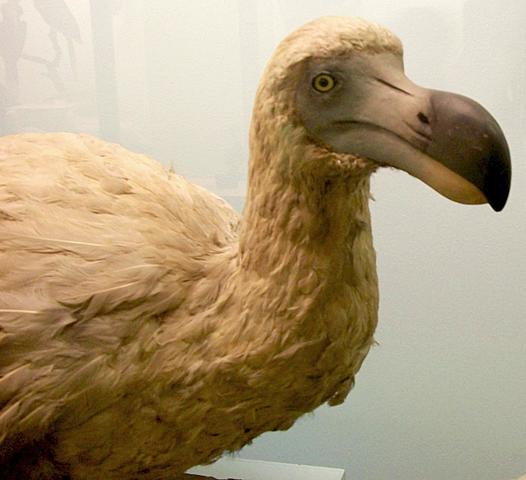 Extinción del dodo.