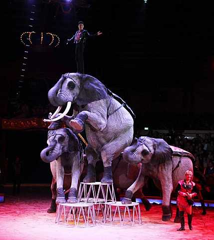 Circus Krone