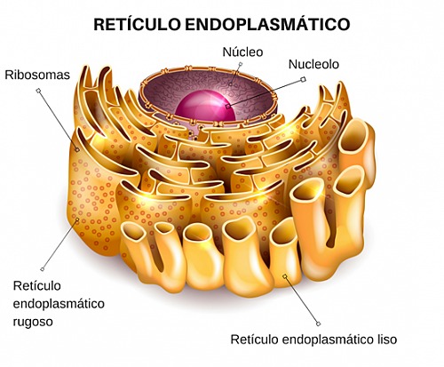 Identificacion del ergastoplasma