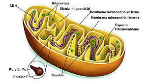 Identificacion de la mitocondria