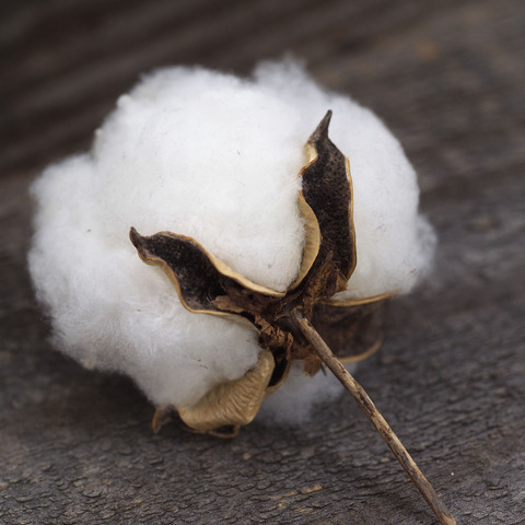 Cotton
