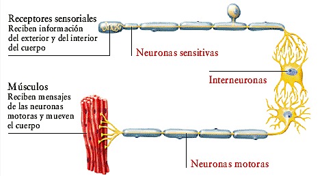 células sensoriales y motoras