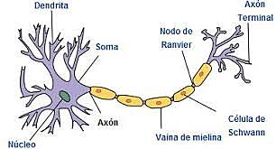 Anastomosis en el sistema nervioso