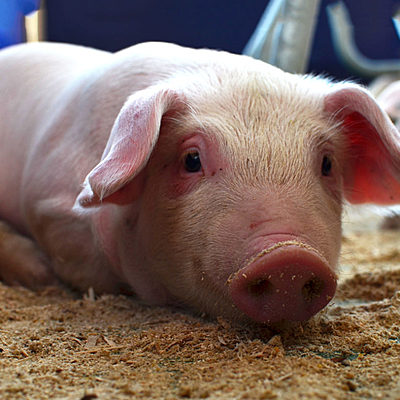 Timeline: Historia de la porcicultura