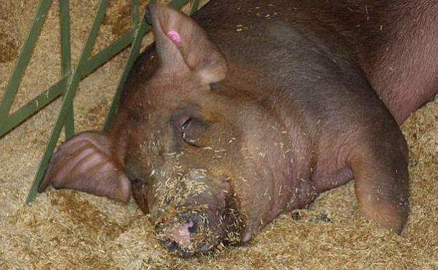 Prohibición de importación de carnes a E.U.A