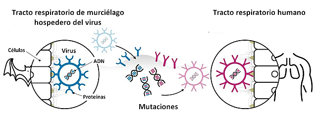 datos de la genetica del virus