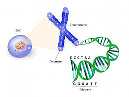 Descubrimiento de los cromosomas