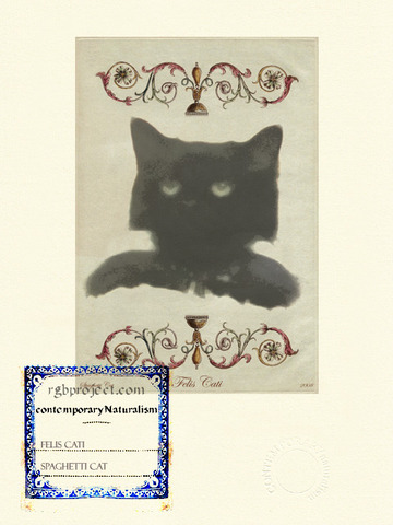 Felis Cati