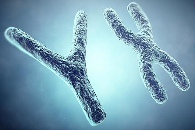 Se descubre la forma de los cromosomas