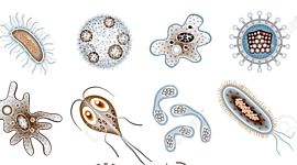 Timeline: Historia de la parasitología