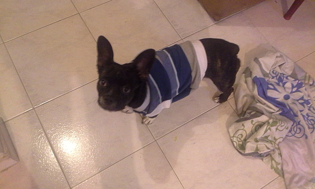 My dog, who died last year