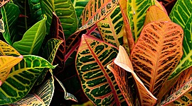 Timeline: Aprende a plantar Crotón