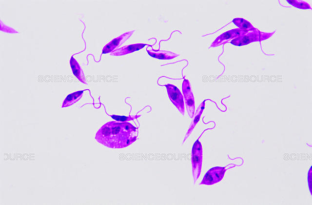 Edouard y Ettiene Sergent