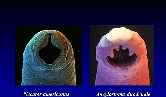 Necator americanus Ancylostoma caninum