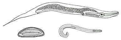 Enterobius vermicularis