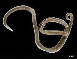 Ascaris lumbricoides