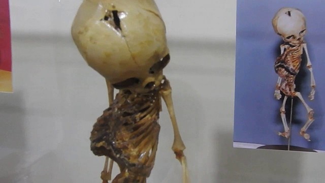 EL MUSEO DEL HOMBRE Y PAUL RIVET