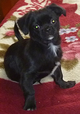 В нашей семье появился любимый питомец - Михаил