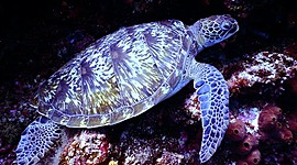 Timeline: Erik's Events