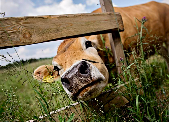 Landbrugsrevolutionen