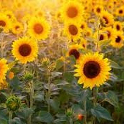 Timeline: NIRE BIZITZA