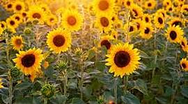 Timeline: NIRE BIZITZA