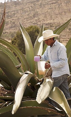 Consumo para dioses.