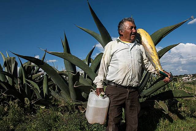 Articulo sobre el pulque.