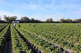 "In The Strawberry Fields", by Eric Schlosser