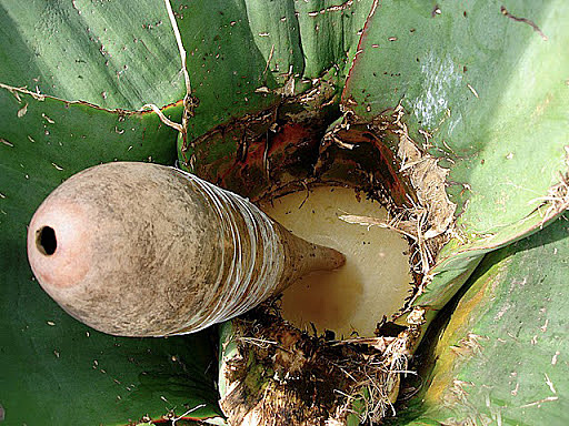 Conservación del pulque.