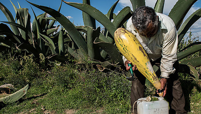 Mexicas y el pulque.