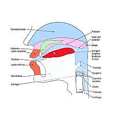 Capacidad comunicativa