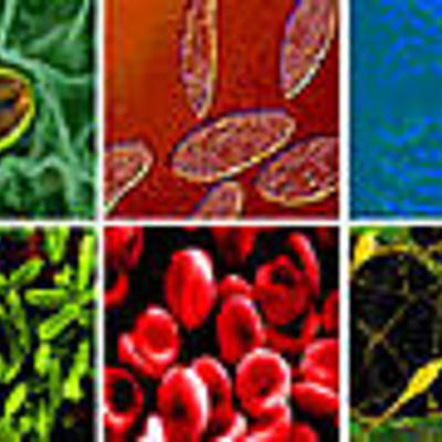 Timeline: LA BIOLOGIA Y SUS PRINCIPALES TEORIAS.