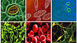 Timeline: LA BIOLOGIA Y SUS PRINCIPALES TEORIAS.