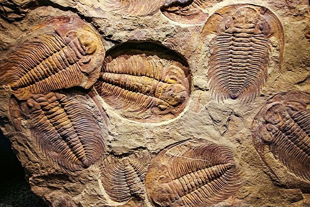 ERA PALEOZOICA (PERÍODO CÁMBRICO)