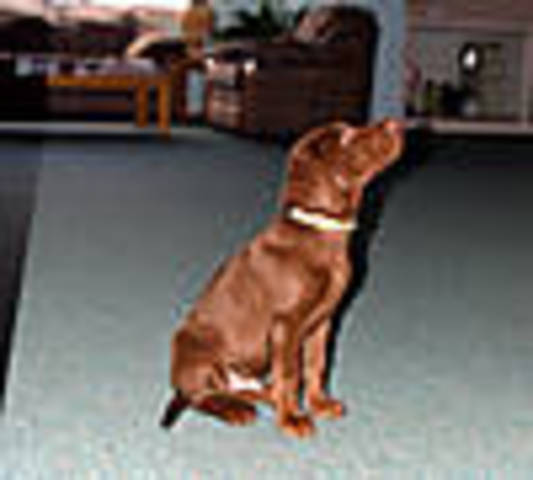 got the best dog ever