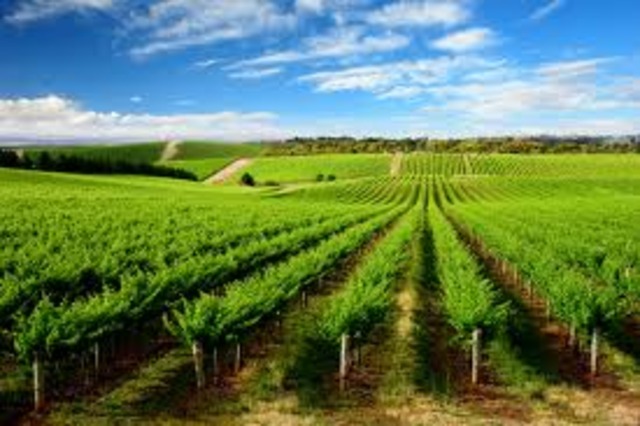 Barossa Valley settled by Germans