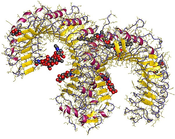 Receptores de tipo Toll