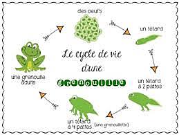 Life Science: Animal Growth and Changes