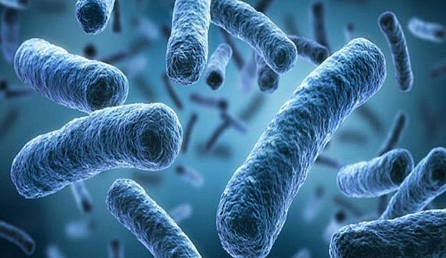 NASCONO GLI ORGANISMI PROCARIOTI (senza un nucleo ben definito)