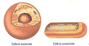 COMPARSA DEGLI EUCARIOTI