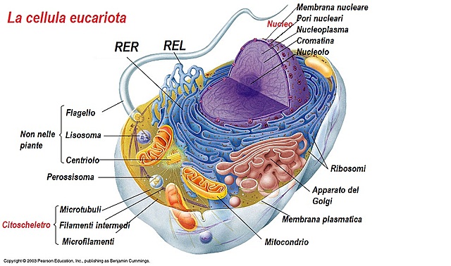 ATTUALI CELLULE EUCARIOTE : SIMBIOSI TRA CELLULE AUTOTROFE ED ETEROTROFE